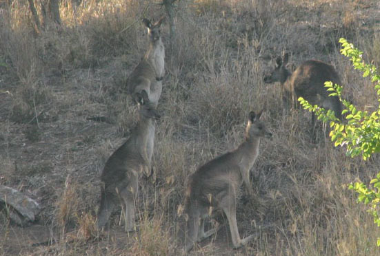 healthy kangaroos